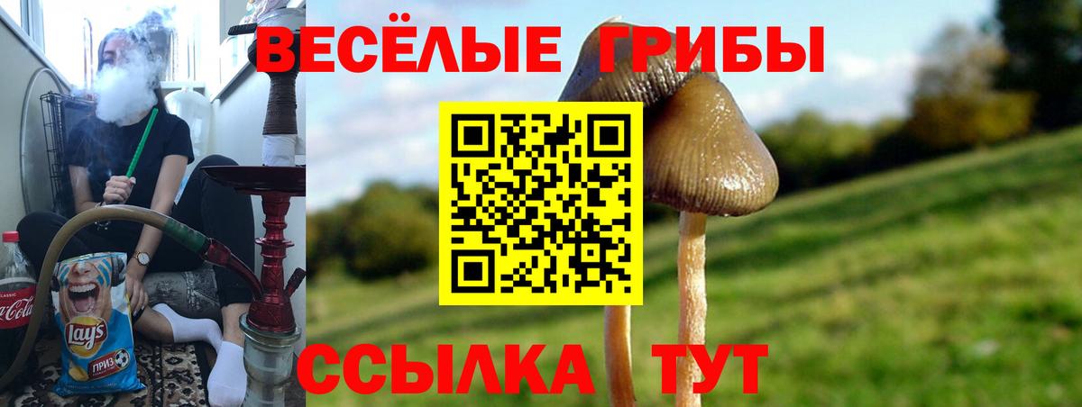Галлюциногенные грибы Psilocybine cubensis Армавир